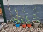 Passiebloem Stekjes - Nijmegen nabei Scheidingsweg, Tuin en Terras, Planten | Tuinplanten, Ophalen, Zomer, Volle zon