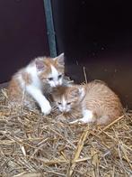 Zeer lieve kittens rood wit, Dieren en Toebehoren, Katten en Kittens | Overige Katten, Meerdere dieren, Kortharig, 0 tot 2 jaar