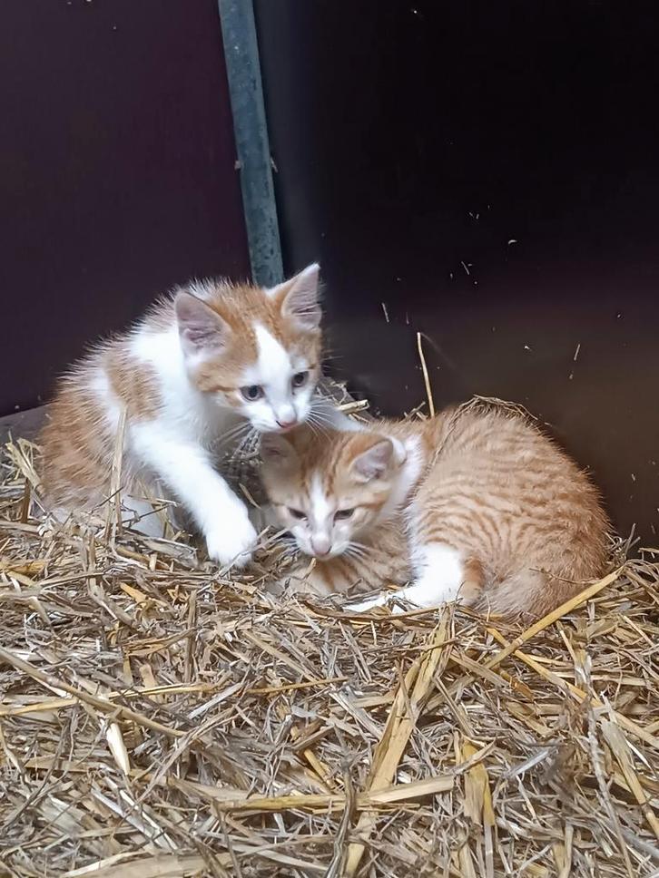 Zeer lieve kittens rood wit, Dieren en Toebehoren, Katten en Kittens | Overige Katten, Kortharig, Meerdere dieren, 0 tot 2 jaar