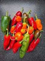 Biologisch dynamische tuinzaden peper en paprika volle grond, Tuin en Terras, Bloembollen en Zaden, Ophalen of Verzenden, Volle zon