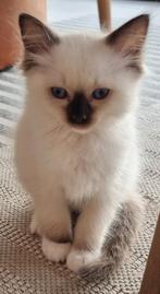 Ragdoll kittens stamboom - erkende cattery/geteste ouders, Dieren en Toebehoren, Katten en Kittens | Raskatten | Langhaar, Meerdere dieren