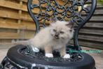 Ragdoll kitten seal mitted Mink met stamboom, Dieren en Toebehoren, Kater, Gechipt, 0 tot 2 jaar