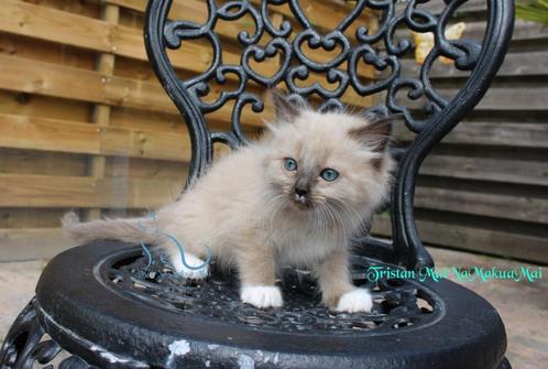 Ragdoll kitten seal mitted Mink met stamboom, Dieren en Toebehoren, Katten en Kittens | Raskatten | Langhaar, Kater, 0 tot 2 jaar