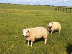Fokrammen Texelaar, Dieren en Toebehoren, Schapen, Geiten en Varkens, Mannelijk, Schaap, 0 tot 2 jaar