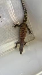 1.4 varanus glauerti, Dieren en Toebehoren, Reptielen en Amfibieën, 0 tot 2 jaar