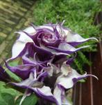 Tekoop aangeboden Doornappel, Datura metel 'Double Purple', Overige soorten, Volle zon, Vaste plant, Ophalen of Verzenden