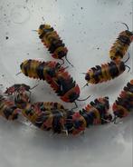 Ardentiella sp Blister