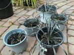 5 in potjes zwart lelie gras planten  10,-, Tuin en Terras, Kunststof, Minder dan 30 cm, Rond, Ophalen of Verzenden