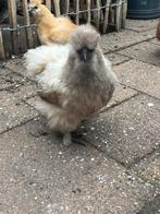 Mooie zijdehoen hennen te koop, Dieren en Toebehoren, Pluimvee, Vrouwelijk, Kip