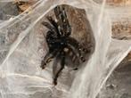 Psalmopoeus irminia, Dieren en Toebehoren, 0 tot 2 jaar