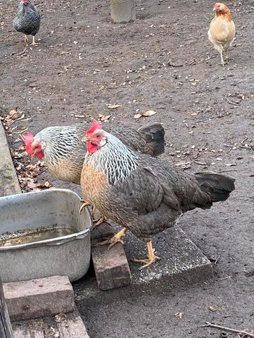 Broedeieren kruising Leghorn zilverpatrijs x groenlegger beschikbaar voor biedingen