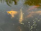 Koi vijver compleet (8 koi karpers + filter), Karper of Koi