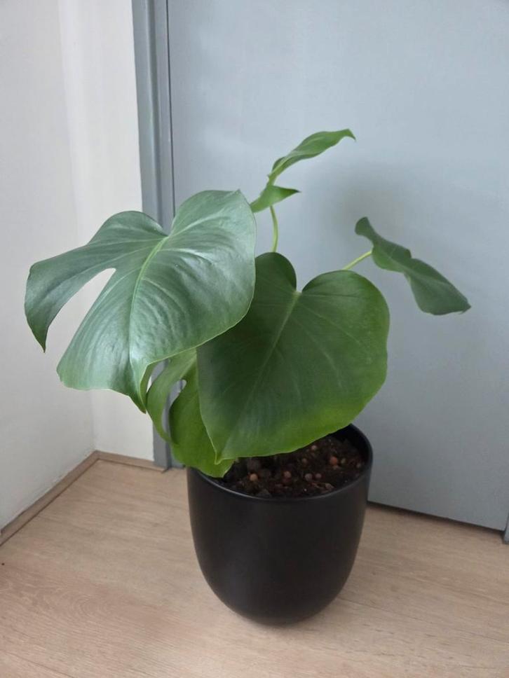 Mooie Monstera met of zonder pot, Huis en Inrichting, Kamerplanten, Minder dan 100 cm, Halfschaduw, Ophalen of Verzenden