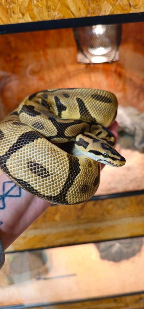 Koningspython 0.1 Leopard Spotnose Het Clown