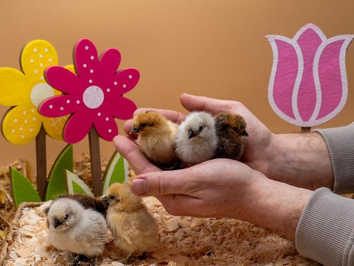 Jonge tamme zijdehoen kriel kippen, gesekst en ingeënt, Dieren en Toebehoren, Pluimvee, Kip, Vrouwelijk