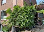 Viburnum 2 grote planten / wintergroen, Tuin en Terras, Planten | Tuinplanten, Vaste plant, Halfschaduw, Lente, Ophalen
