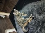 Kitten te koop korte Britse haar  kruising Europese kat, Dieren en Toebehoren, Katten en Kittens | Raskatten | Korthaar