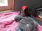 Tamme edelpapagaaien man en pop, Dieren en Toebehoren, Pluimvee, Meerdere dieren, Eend