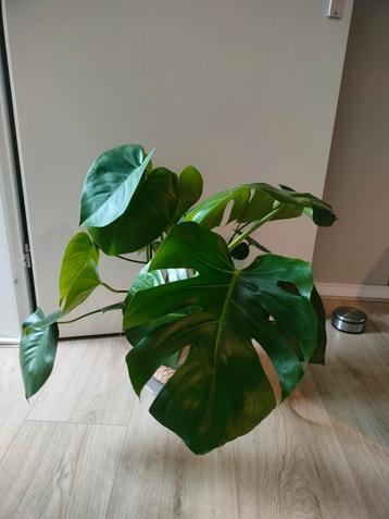 Monstera Deliciosa beschikbaar voor biedingen