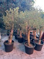 Olijfbomen Aanbieding! De laatste extra korting, Ophalen of Verzenden, 100 tot 250 cm, Olijfboom, Zomer