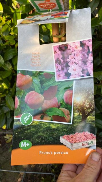 Perzik appel en pruimen bomen halfstam nu €24,50 beschikbaar voor biedingen