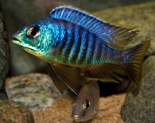 Malawi Cichliden: Placidochromis sp. Jalo Reef, Dieren en Toebehoren, Vissen | Aquariumvissen, Zoetwatervis, Vis