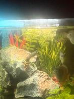 4 man guppies gratis af te halen., Dieren en Toebehoren, Vissen | Aquariumvissen, Vis, Zoetwatervis, Schoolvis