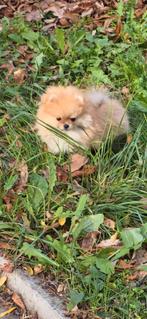 Pomeranian Pomeriaan, Dieren en Toebehoren, Rabiës (hondsdolheid), 8 tot 15 weken, Teef, Poolhond