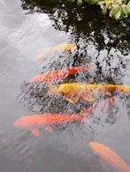 Koikarpers en steur te koop ook schub en spiegel, Steur