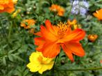 Cosmea Sulphur zaad uit biologische tuin, Tuin en Terras, Bloembollen en Zaden, Ophalen of Verzenden, Volle zon