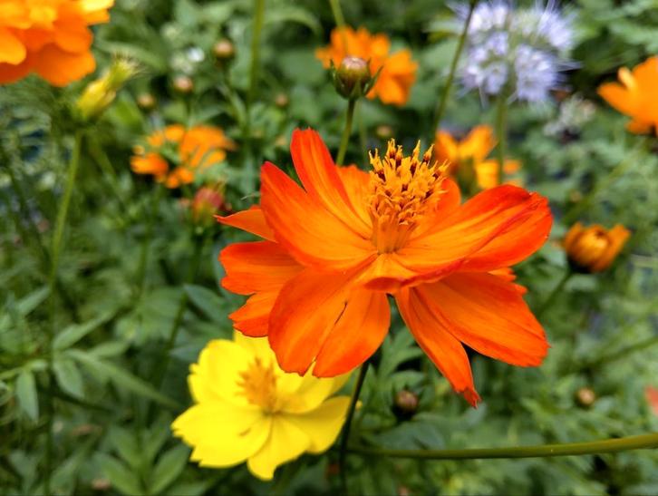 Cosmea Sulphur zaad uit biologische tuin, Tuin en Terras, Bloembollen en Zaden, Volle zon, Ophalen of Verzenden