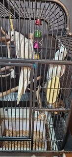 Valkparkieten, Dieren en Toebehoren, Vogels | Parkieten en Papegaaien, Meerdere dieren, Parkiet