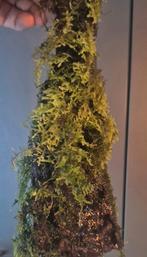 Mos, Ophalen of Verzenden, Zo goed als nieuw, Plant(en), Steen of Hout