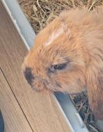 Voedster, Dieren en Toebehoren, Konijnen, Vrouwelijk, Middelgroot, Hangoor, 0 tot 2 jaar