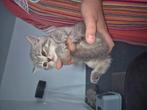 Britse korthaar kittens, Dieren en Toebehoren, Katten en Kittens | Overige Katten