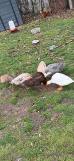 Indische loopeenden vrouwtjes, Dieren en Toebehoren, Vrouwelijk, Eend