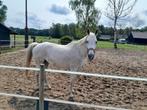 Lieve 15 jarige merrie,schimmel,afstammelingen van Zacharo, Dieren en Toebehoren, Paarden, Merrie, Niet van toepassing, Springpaard