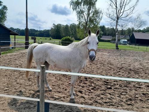 Lieve 15 jarige merrie,schimmel,afstammelingen van Zacharo, Dieren en Toebehoren, Paarden, Merrie, Niet van toepassing, 11 jaar of ouder
