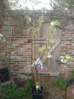 Appelboom Jonagold, Ophalen, Lente, Volle zon, In pot