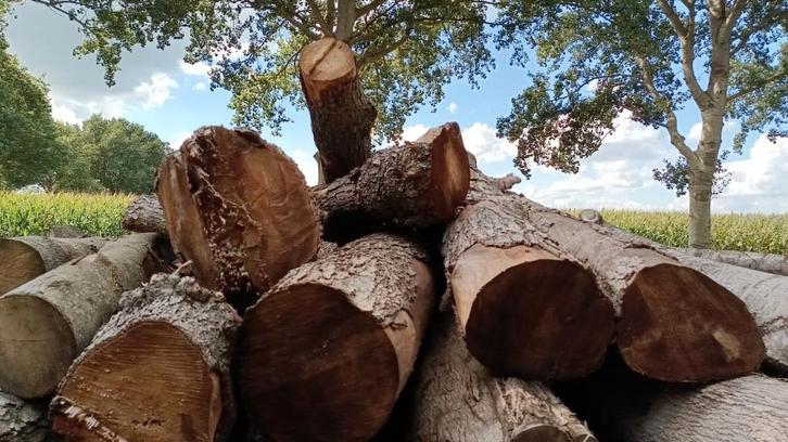 5 m3 elzenhout. Stammen 30-40-50 cm. Lengtes 3 meter., Tuin en Terras, Haardhout, Minder dan 3 m³, Ophalen of Verzenden