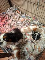 Cavalier Kings Charles Spaniel, Dieren en Toebehoren, Honden | Retrievers, Spaniëls en Waterhonden, Overige rassen, 8 tot 15 weken