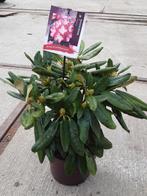 super mooie Rhododendron soorten, Ophalen
