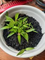 Biologische paprika stekjes, Ophalen, Eenjarig, Groenteplanten, Volle zon