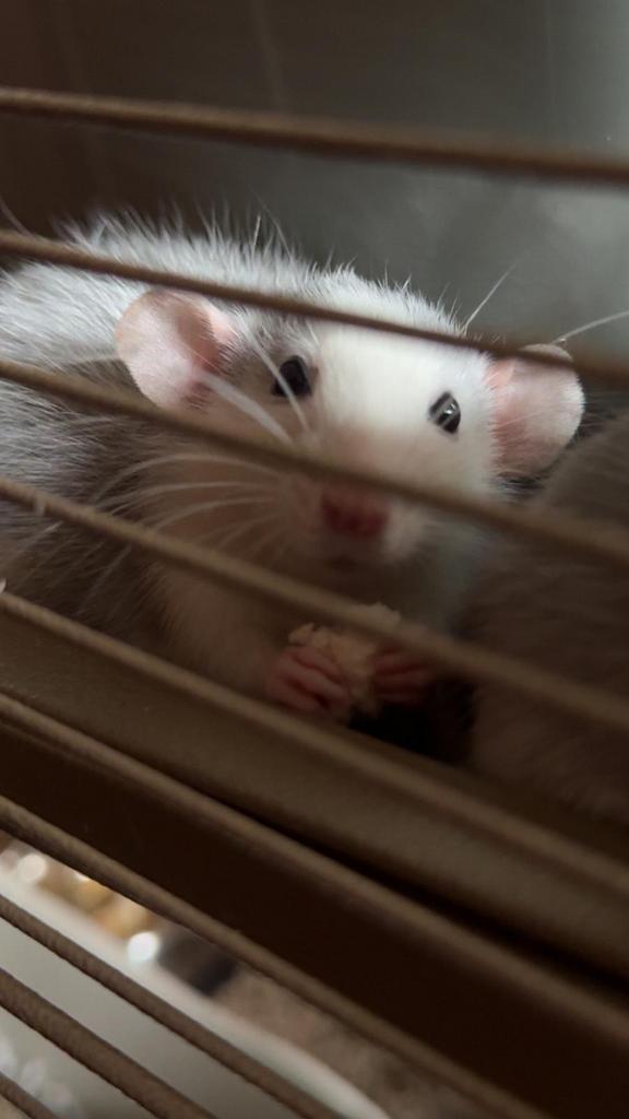 3 ratjes van 1 jaar oud ( mannetjes), Dieren en Toebehoren, Knaagdieren, Mannelijk, Rat, November, Tam