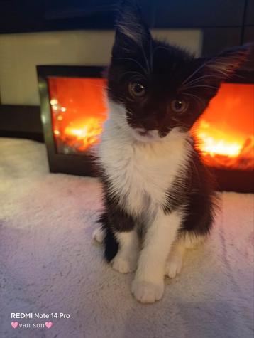  Prachtige Maine Coon kittens – sociaal, lief en speels  beschikbaar voor biedingen