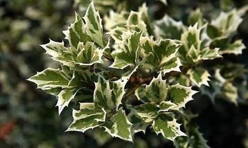 Osmanthus hetr. Variegatus. Schijnhulst P9 beschikbaar voor biedingen
