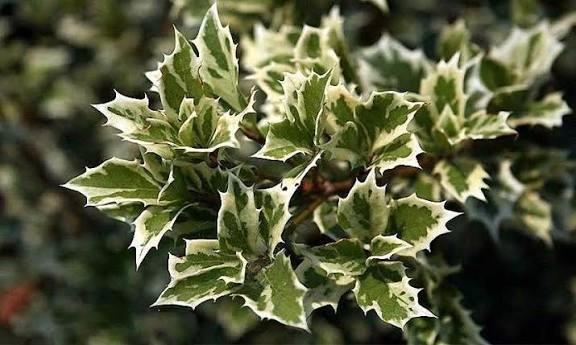 Osmanthus hetr. Variegatus. Schijnhulst P9, Tuin en Terras, Planten | Struiken en Hagen, Struik, Overige soorten, Minder dan 100 cm