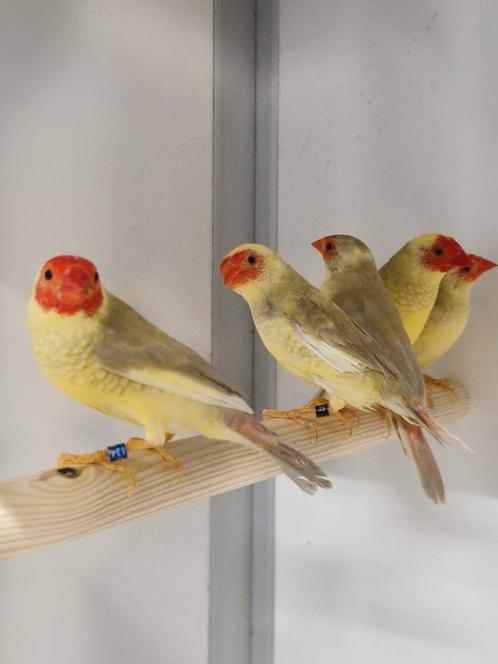 Diverse tropen, Dieren en Toebehoren, Vogels | Overige Vogels, Tropenvogel, Meerdere dieren