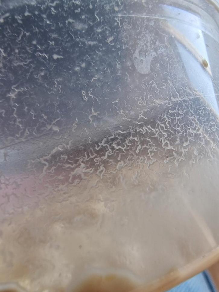 Microwormen kant en klaar, Dieren en Toebehoren, Vissen | Aquaria en Toebehoren, Ophalen of Verzenden