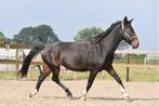 Brave, correcte ,  grote E ruin , betuigd en bereden, Dieren en Toebehoren, Minder dan 160 cm, B, Gechipt, Ruin